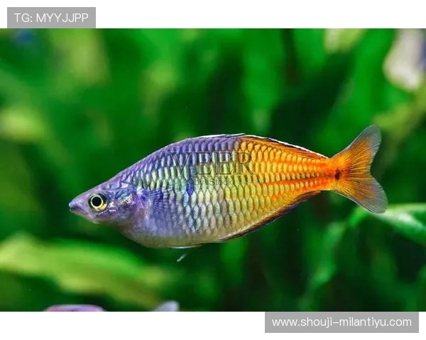 博鱼boyu最新游戏攻略全面解析助你轻松掌握游戏技巧提升战斗力