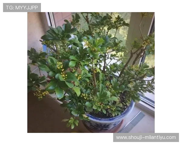米兰开花：探索米兰春季花卉盛开的迷人景色与文化底蕴